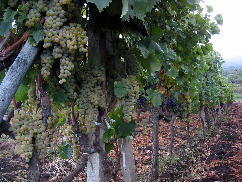 Vineyards on volcanic soil near Mount Etna